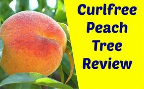 Image result for Stopping Peach Leaf Curl