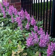 Image result for Astilbe (C) Liliput