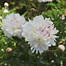 Image result for Paeonia Festiva Maxima (Lactif-D-Group)