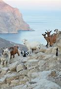 Image result for Anafi Island Goat