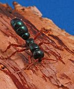 Image result for Ant with Antenna Pic