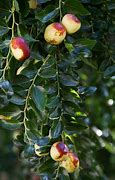 Image result for Juju Berry Tree
