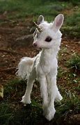 Image result for Real Cute Unicorn