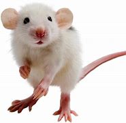 Image result for Rat Computer Mouse