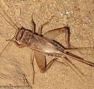 Image result for Male House Cricket