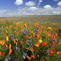 Image result for South West Desert Wildflowers