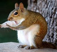 Image result for Animals Saying Funny Things