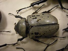 Image result for Cricketr Insect