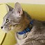 Image result for Sitting Cat with Collar