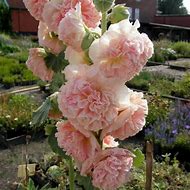 Image result for Alcea rosea Charters Double ROZE