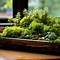 Image result for Sphagnum Mosses