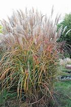 Image result for Miscanthus sinensis Malepartus