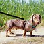 Image result for Silver Dapple Dachshund Adult
