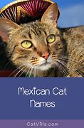 Image result for Mexican Cat Names