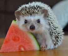 Image result for Cute Pet Hedgehog