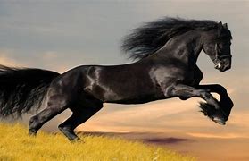 Image result for Famous Horse Breeds