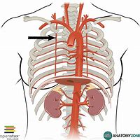 Image result for Internal Thoracic Artery Model Labeled