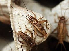 Image result for Brown Crickets In-House