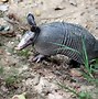 Image result for Show-Me Pictures of Armadillo Poop