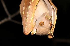 Image result for Demonic Tube-Nosed Fruit Bat