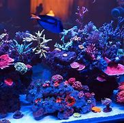 Image result for acuario