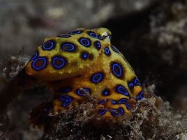Image result for Blue-Ringed Octopus Ink