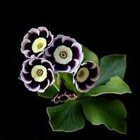 Image result for Primula auricula Helen