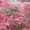 Image result for japanese cherry blossoms