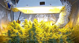 Image result for HID Grow Lights