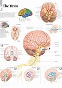 Image result for Human Brain Anatomy Wallpaper