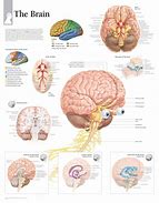 Image result for Brain Functional Anatomy