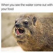 Image result for Memes About Dassies