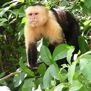 Image result for Capuchin Monkey Cartoon