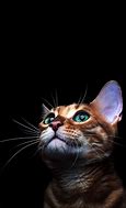 Image result for Samsung Cell Phone Animal Screens