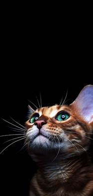 Image result for iPhone X Wallpaper Animal