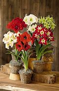 Image result for Christmas Amaryllis Bulb