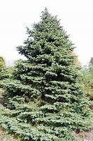 Image result for Log Fir