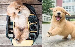 Image result for Cute Animals Doing Funny Things