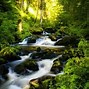 Image result for iPad Wallpaper Forest
