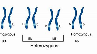 Image result for Heterozygous Color