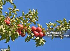 Image result for How to Use Pink Lady Apple's