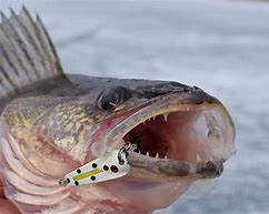 Image result for Ice Fishing Walleye Jigs
