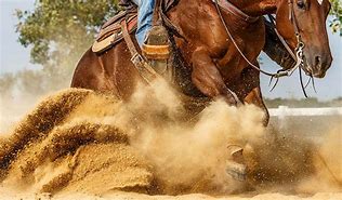 Image result for Reigning Horse Photos