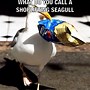 Image result for Seagull Meme