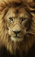 Image result for Beautiful Lion Photography