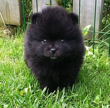 Image result for Fluffy Toy Dog Breed