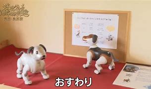 Image result for Aibo Tail