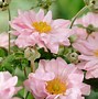 Image result for Anemone hybrida Köningin Charlotte