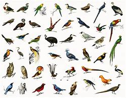 Image result for Different Types of Birds Animal