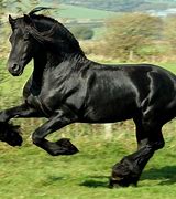 Image result for Stallion Breeds